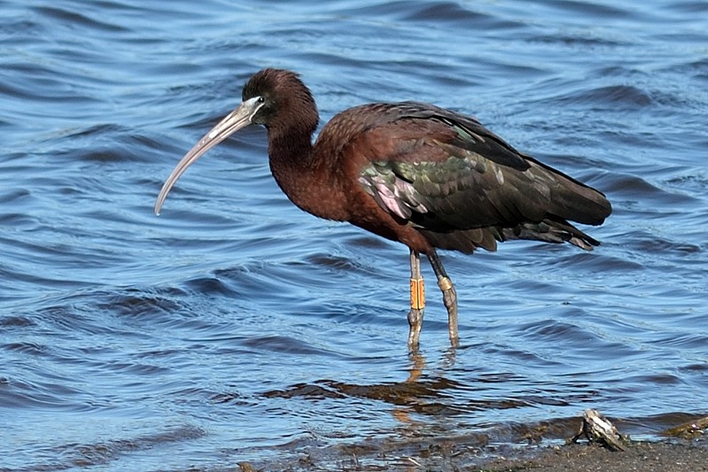 Zwarte Ibis